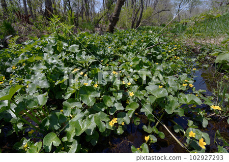 延齡草群落(北海道鶴居村) 延齡草群落(北海道鶴居村) 102927293