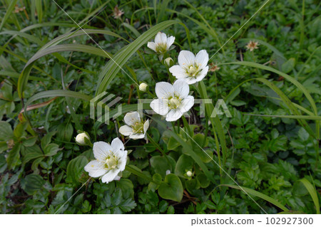 Parnassus的沼澤草（北海道大雪山） 102927300