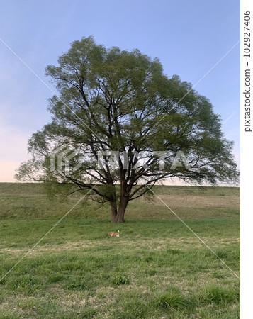 big tree and small dog 102927406