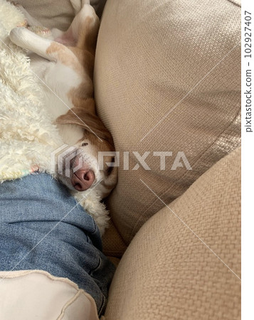 狗狗和主人一起睡午覺 102927407