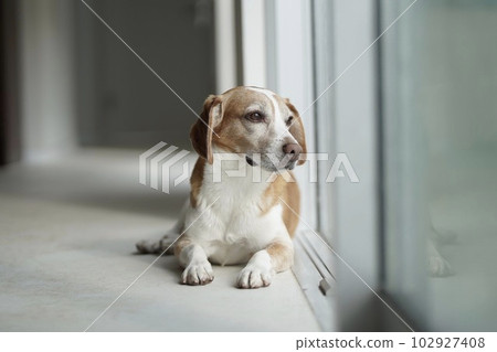 狗平靜地看著窗外 102927408
