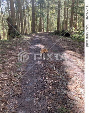 走在山路上的狗 102927410