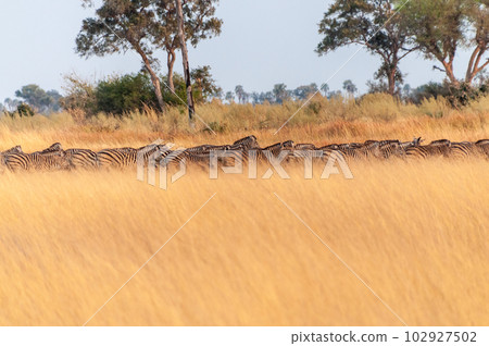A herd of Zebras roaming the Okavango Delta 102927502