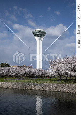 Cherry blossoms in full bloom and Goryokaku Tower 102927639