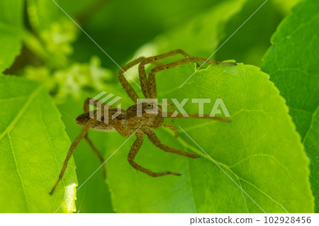 Ilo-billed spider Ilo-billed spider 102928456