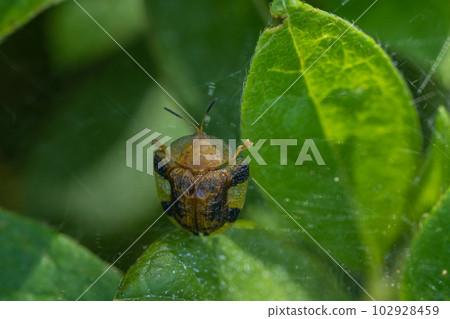 Yotsu Monkey Beetle 102928459