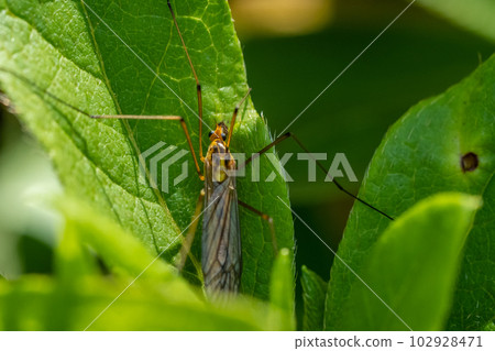 Elephant gangambo 102928471