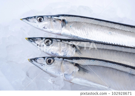 Saury placed on ice in a styrofoam box Saury placed on ice in a styrofoam box 102928671