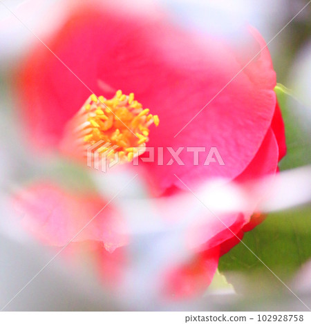 Close-up of Sasanqua Close-up of Sasanqua 102928758