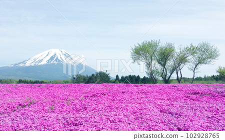Shibazakura和富士山 102928765