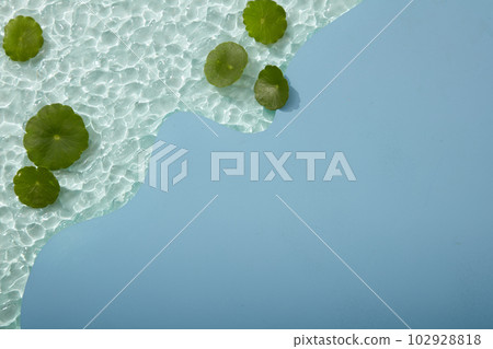 Gotu kola leaves put on transparent acrylic sheet. Blue acrylic sheet with empty space for organic beauty product advertising of Gotu kola (Centella asiatica) extract 102928818