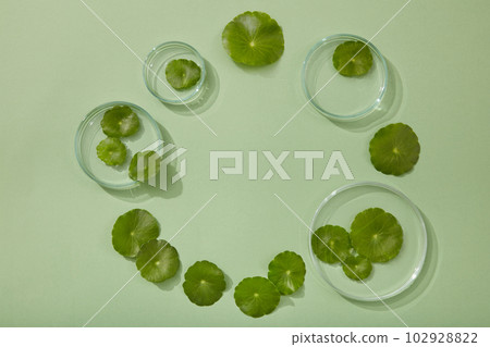 Glass petri dishes with different sizes and fresh Gotu kola leaves arranged in circle with a blank space in the middle. Product advertising of Gotu kola (Centella asiatica) extract 102928822