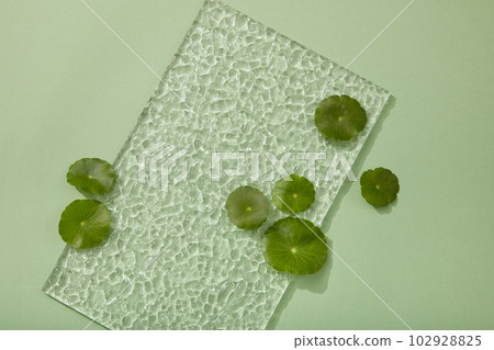 A rectangle transparent acrylic sheet displayed with some fresh Gotu kola leaves. Gotu kola (Centella asiatica) is commonly used as an herbal supplement 102928825