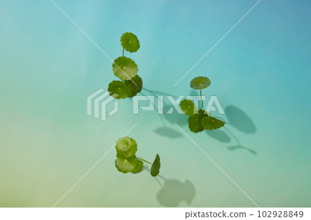 Fresh Gotu kola leaves isolated on gradient blue background with soft shadow. Gotu kola (Centella asiatica) reduces hyperpigmentation on skin Fresh Gotu kola leaves isolated on gradient blue background with soft shadow. Gotu kola (Centella asiatica) reduces hyperpigmentation on skin 102928849