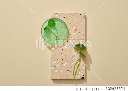 A glass petri dish of green liquid and fresh Gotu kola leaves displayed on a stone podium. Blank space to promote product extracted from Gotu kola (Centella asiatica) 102928854