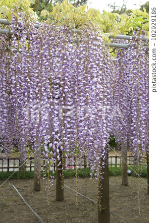 Wisteria trellis in full bloom Wisteria trellis in full bloom 102929186