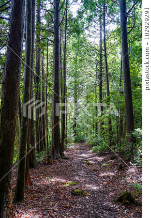 Hiba forest. It is located on the Shimokita Peninsula in Aomori Prefecture. Hiba forest. It is located on the Shimokita Peninsula in Aomori Prefecture. 102929291