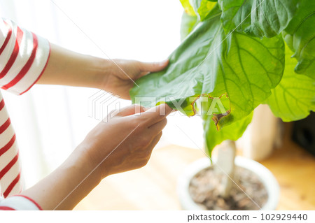 Image cut of caring for foliage plants Image cut of caring for foliage plants 102929440