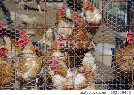 散養家禽養殖場的雞 散養家禽養殖場的雞 102929468