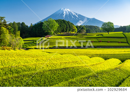 “靜岡縣”富士山風景和茶園小淵竹葉 102929684