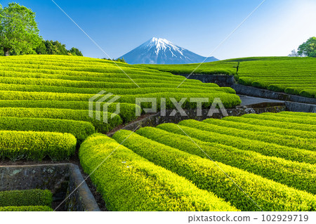 "Shizuoka Prefecture" Scenery of Mt. Fuji and tea plantation Obuchi Sasaba 102929719