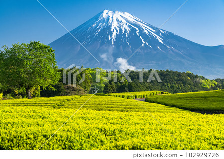 "Shizuoka Prefecture" Scenery of Mt. Fuji and tea plantation Obuchi Sasaba "Shizuoka Prefecture" Scenery of Mt. Fuji and tea plantation Obuchi Sasaba 102929726