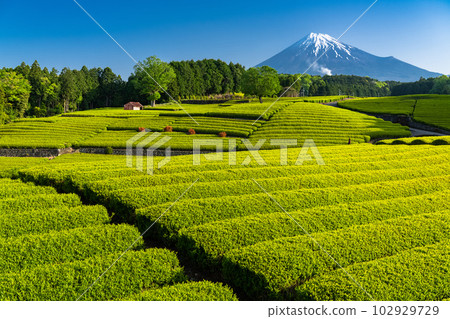 “靜岡縣”富士山風景和茶園小淵竹葉 102929729