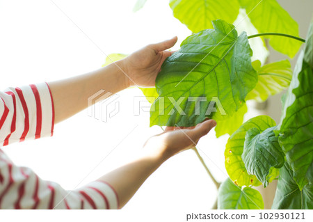 Image cut of caring for foliage plants Image cut of caring for foliage plants 102930121