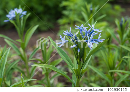 Blue flowers of the genus Choji / April, Apocynaceae Blue flowers of the genus Choji / April, Apocynaceae 102930135
