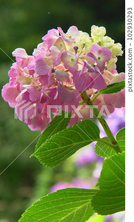 Pink petals are cute Hydrangea Flower (June) Hydrangea (hydrangea) 08V9.16 102930293