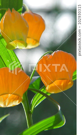 可愛橙色燈籠花Flower(June) Sandersonia 03V9.16 可愛橙色燈籠花Flower(June) Sandersonia 03V9.16 102930315