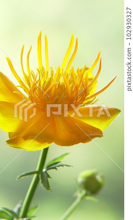 Golden crown-shaped flowers shine against the backlight Flower (June) Trorius chinensis 02V9.16 102930327