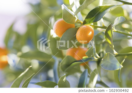 Kumquat fruit in the garden Kumquat 102930492
