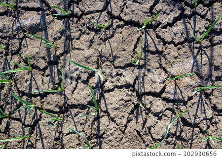 Organic Gardening concept. Young garlic grows in the garden. Dry soil without water 102930656