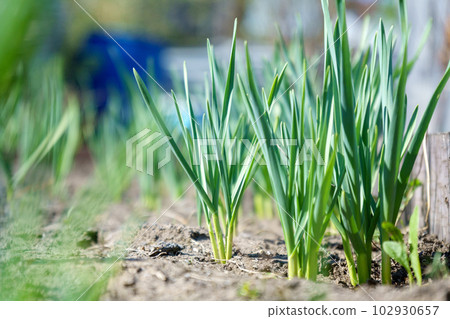 Organic Gardening concept. Young garlic grows in the garden. Selective focus 102930657