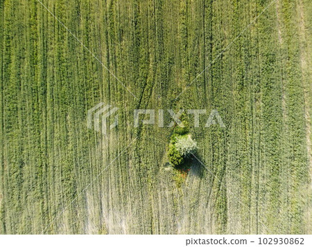 Aerial view on green wheat field in countryside. Field of wheat blowing in the wind like green sea. Young and green Spikelets. Ears of barley crop in nature. Agronomy, industry and food production. 102930862