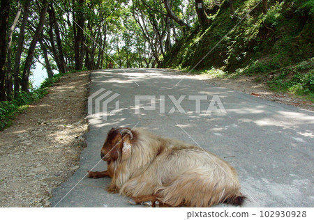 尼泊爾加德滿都谷地昌古納拉揚附近的老山羊 102930928