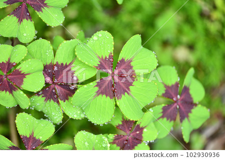 Lucky clover leaf and water droplets 102930936