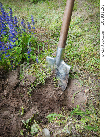 Digging virgin soil among the flowers 102931155