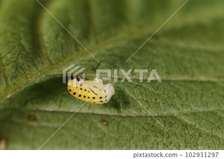 Creatures, insects, yellow ladybirds, pupae. It was on the back of the leaf, you can see the part that will be the leg 102931297