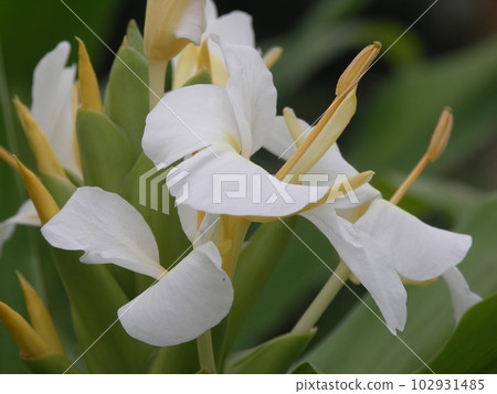 Ginger lily flower 102931485