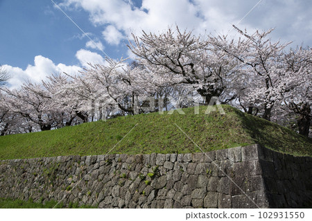 五棱郭公園櫻花盛開 五棱郭公園櫻花盛開 102931550