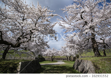 五棱郭公園櫻花盛開 五棱郭公園櫻花盛開 102931552