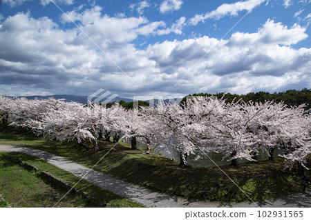 五棱郭公園櫻花盛開 102931565