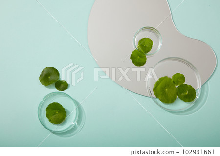 Scene for a product commercial featuring gotu kola component - fresh gotu kola leaves in petri dish and geometric mirror decorated on blue background. Copy space 102931661