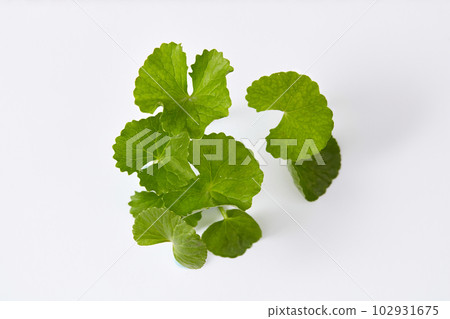 Advertising scene for cosmetic with fresh gotu kola leaves isolated on white background. Close up. Gotu kola extract is a natural beauty ingredient known for its beneficial effects 102931675