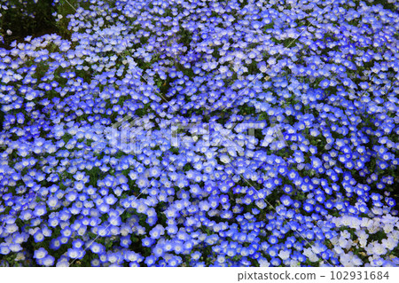 Blooming nemophila in full spring 102931684