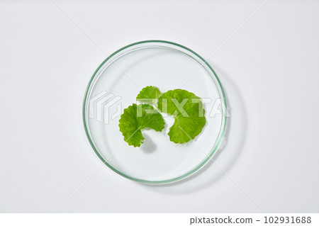 Template for branding cosmetics from gotu kola ingredient - Glass petri dish with gotu kola leaves on white background. Top view, flat lay. Natural extract Template for branding cosmetics from gotu kola ingredient - Glass petri dish with gotu kola leaves on white background. Top view, flat lay. Natural extract 102931688
