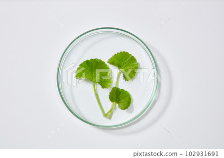 Top view of fresh gotu kola on petri dish isolated on white background. Gotu kola extract is a natural beauty ingredient known for its beneficial effects. 102931691