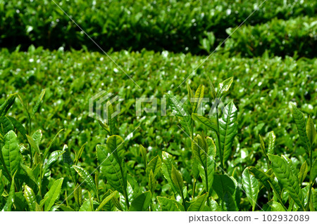 Yame Chuo Daichaen: The view of the vast green tea plantations shining with fresh greenery 102932089